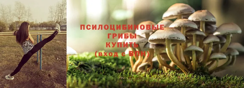 Псилоцибиновые грибы Cubensis  блэк спрут ссылка  сайты даркнета официальный сайт  купить наркотики цена  Тетюши 